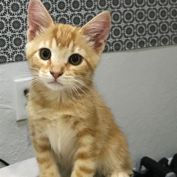 Meet your Posher, Wouter(Walt) - Picture 3 of 5